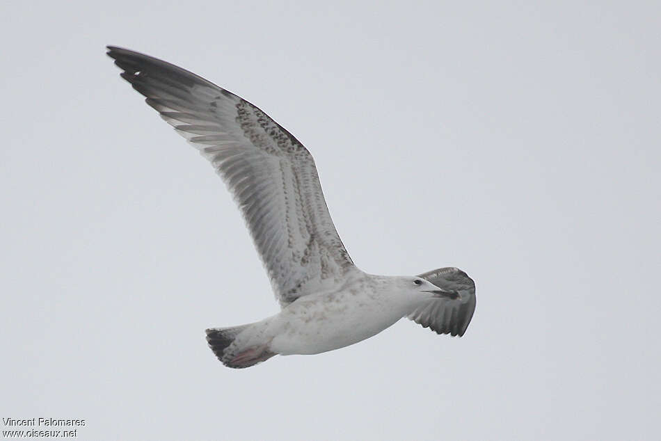 Caspian GullFirst year, pigmentation, Flight