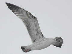 Caspian Gull