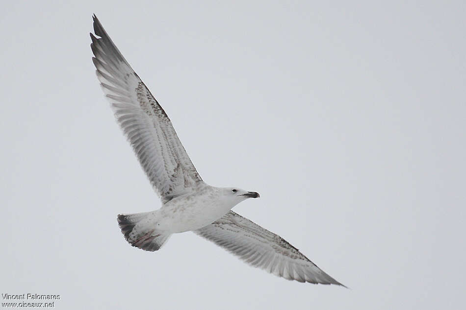 Caspian GullFirst year, pigmentation, Flight