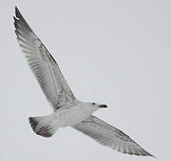 Caspian Gull