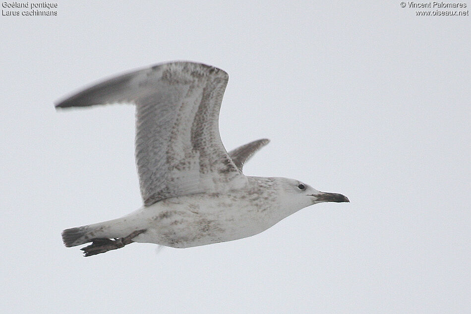 Caspian GullFirst year, Flight