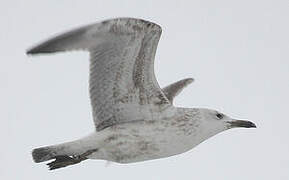 Caspian Gull