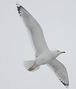 Caspian Gull