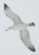 Caspian Gull