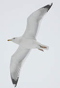 Caspian Gull