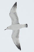 Caspian Gull