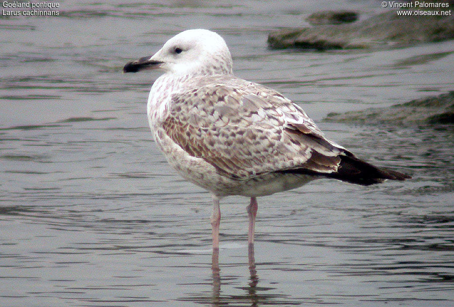 Goéland pontique2ème année, identification