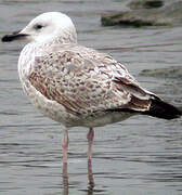 Caspian Gull