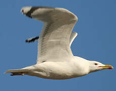 Caspian Gull