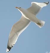 Caspian Gull