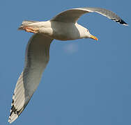 Caspian Gull