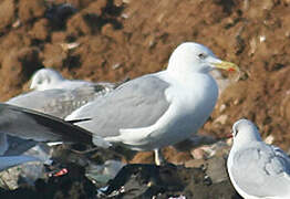 Caspian Gull