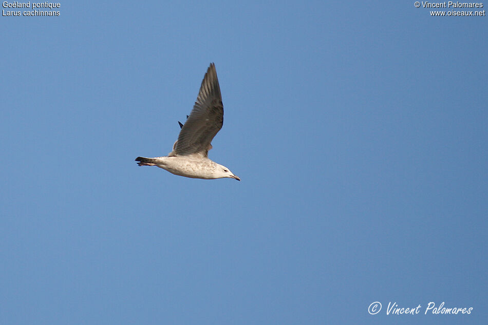 Caspian GullSecond year