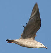 Caspian Gull