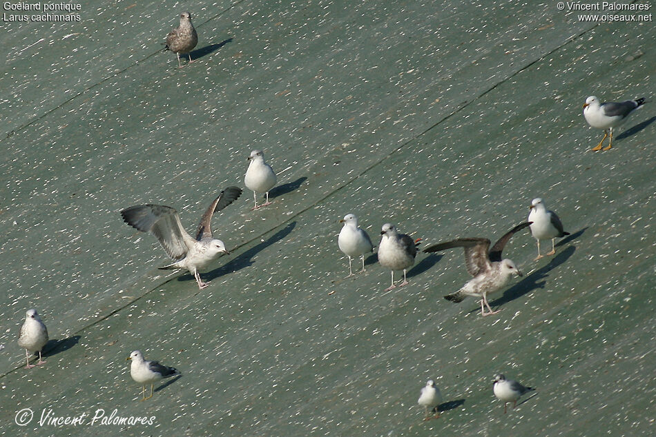 Caspian GullSecond year