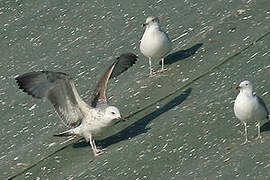 Caspian Gull