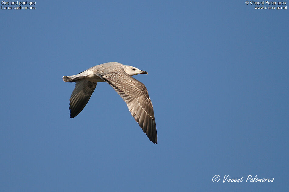 Caspian GullSecond year