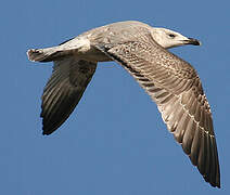 Caspian Gull