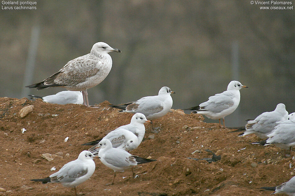 Caspian GullSecond year