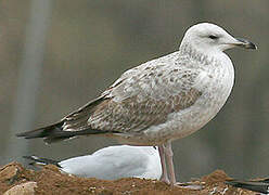 Caspian Gull