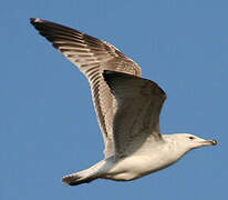 Caspian Gull