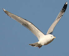 Caspian Gull