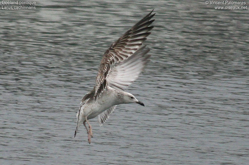 Caspian Gull