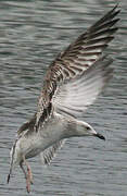 Caspian Gull