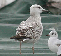 Caspian Gull