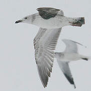 Caspian Gull