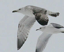 Caspian Gull