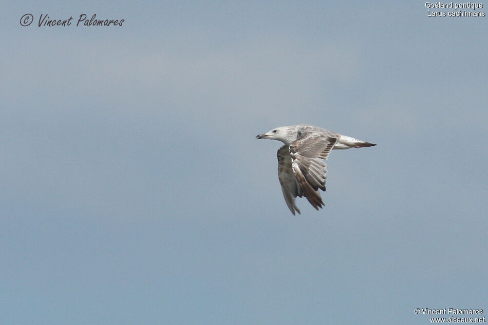 Caspian Gull