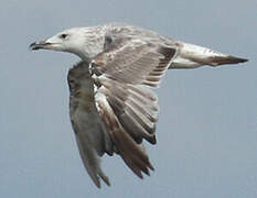 Caspian Gull