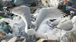 Caspian Gull