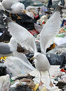 Caspian Gull