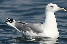 Caspian Gull