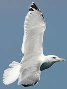 Caspian Gull