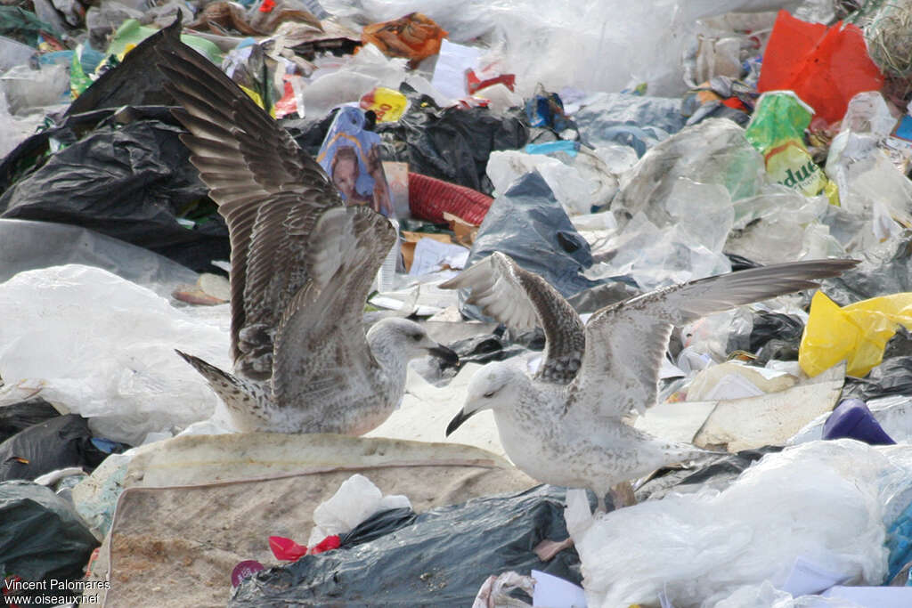 Caspian Gullimmature, feeding habits, Behaviour