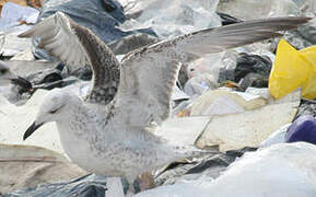 Caspian Gull