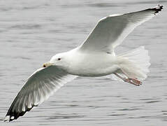 Caspian Gull