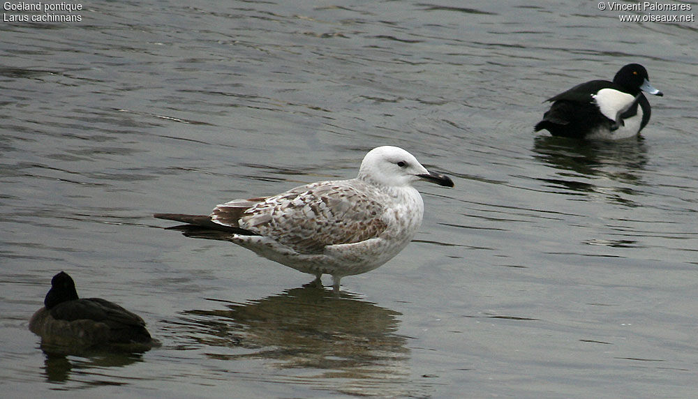 Caspian GullSecond year