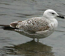 Caspian Gull