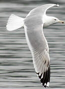 Caspian Gull