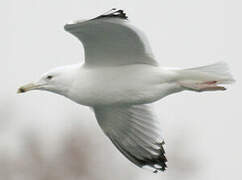 Caspian Gull