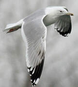 Caspian Gull