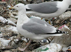 Caspian Gull