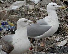 Caspian Gull