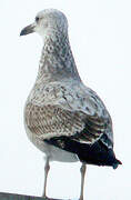 Caspian Gull