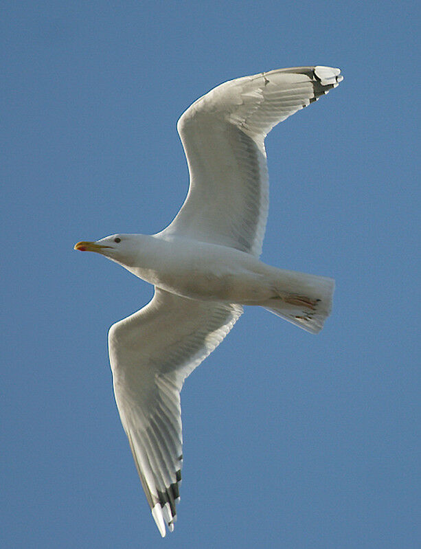 Caspian Gull