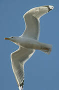 Caspian Gull